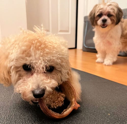 Customer photo review of Bully Stick Ring