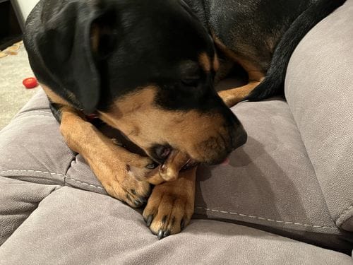 Customer photo review of Bully Stick Ring (Jumbo)
