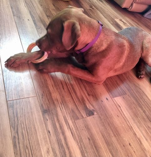 Customer photo review of Bully Stick Ring