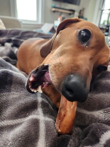 Customer photo review of Bully Stick Ring
