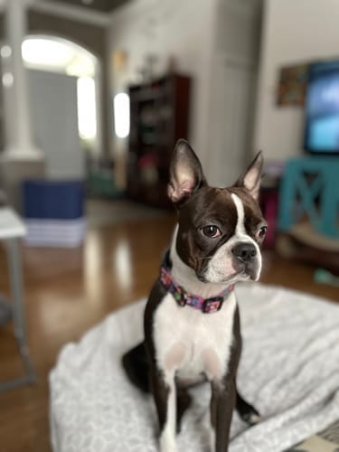 Customer photo review of Bully Stick Ring