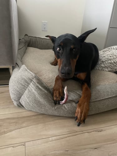 Customer photo review of Bully Stick Ring