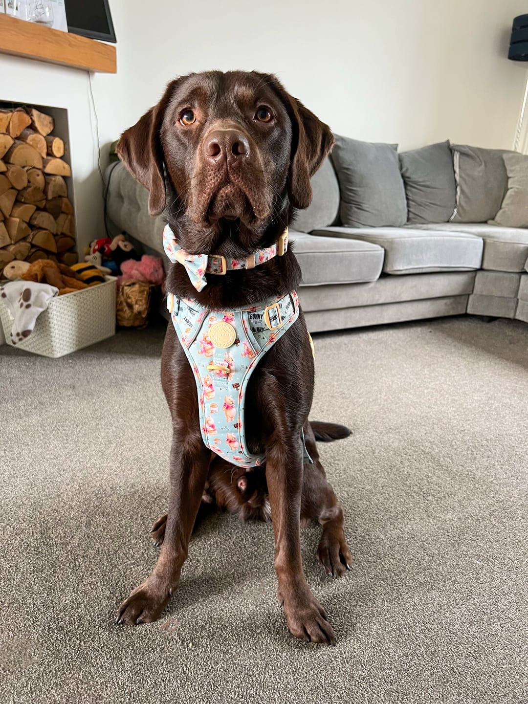 Customer photo review of Tough Trails™ Harness - Winnie The Pooh
