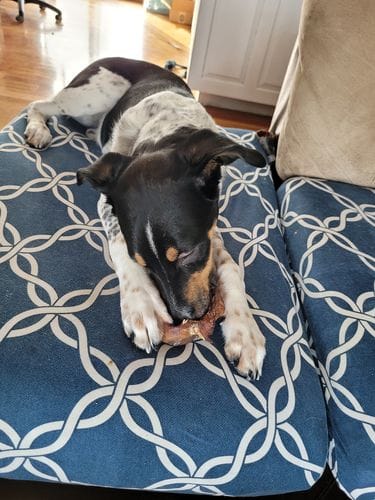Customer photo review of Bully Stick Ring (Jumbo)