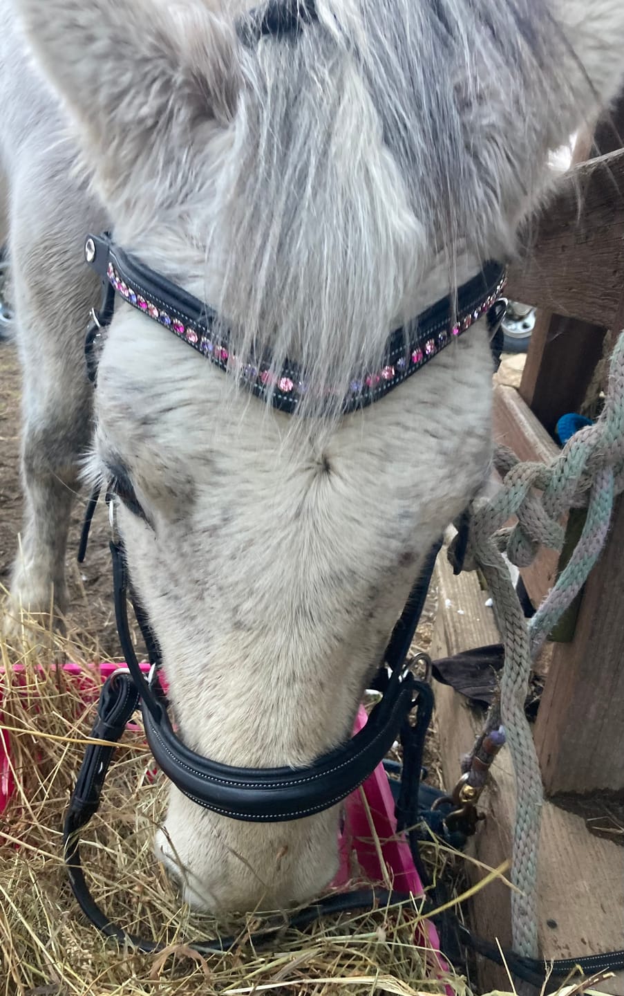 Customer photo review of Western Charm Snap-Out Browband