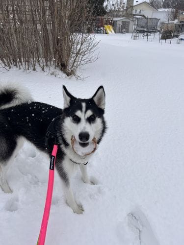 Customer photo review of Bully Stick Ring