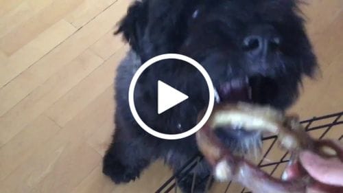 Customer photo review of Bully Stick Ring (Jumbo)