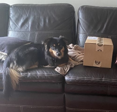 Customer photo review of Bully Stick Ring
