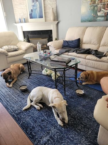 Customer photo review of Bully Stick Ring