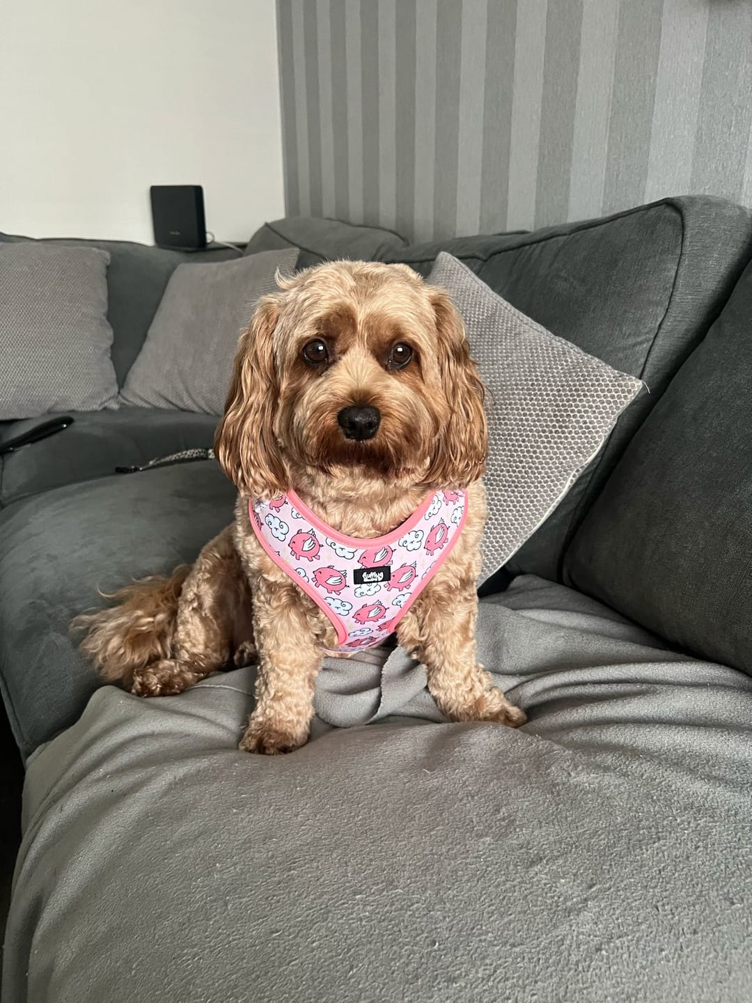 Customer photo review of Adjustable Dog Harness - Pigasus