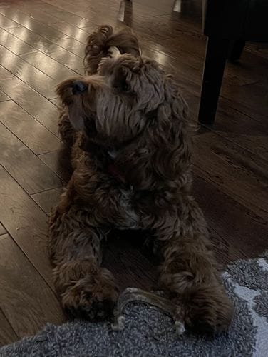 Customer photo review of Bully Stick Ring