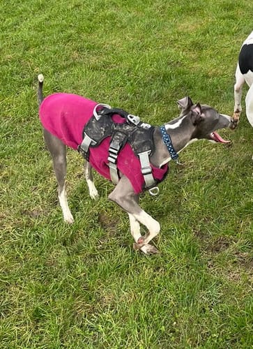 Customer photo review of Sighthound Escape Proof Harness
