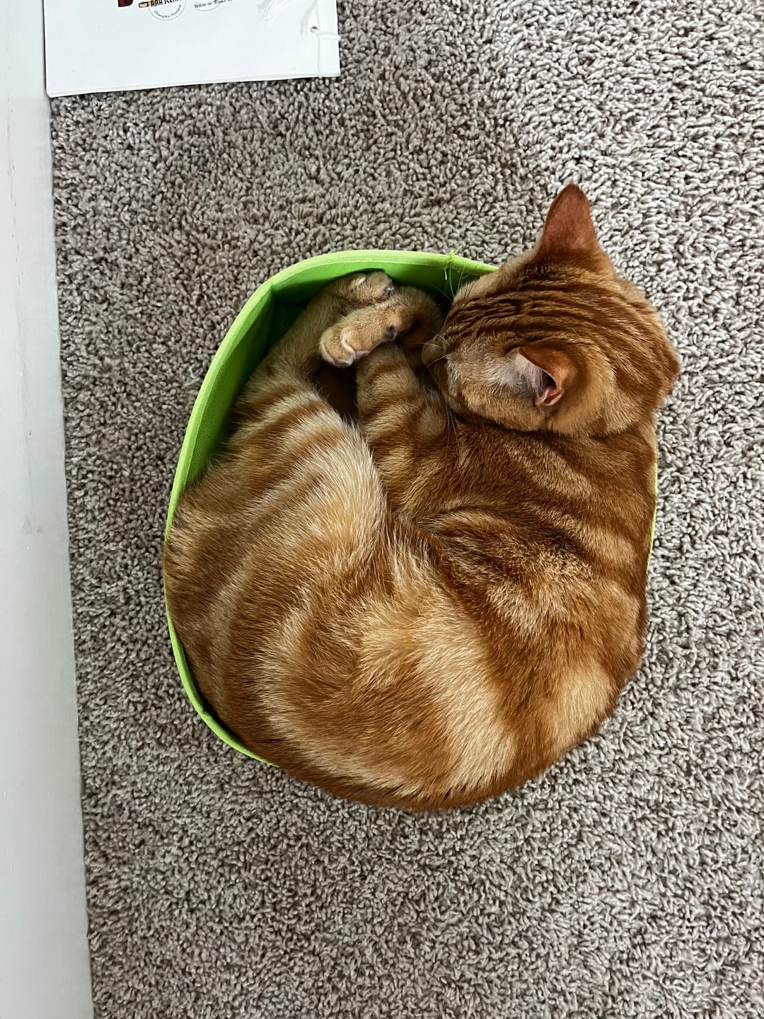 Customer photo review of Royal Canin Veterinary Diet - Urinary SO + Hydrolyzed Protein Dry Cat Food