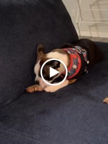 Customer photo review of Bully Stick Ring