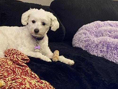 Customer photo review of Bully Stick Ring