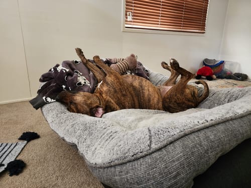 Customer photo review of Manuka Balm Distraction Treat Bundle