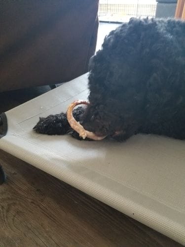 Customer photo review of Bully Stick Ring (Jumbo)
