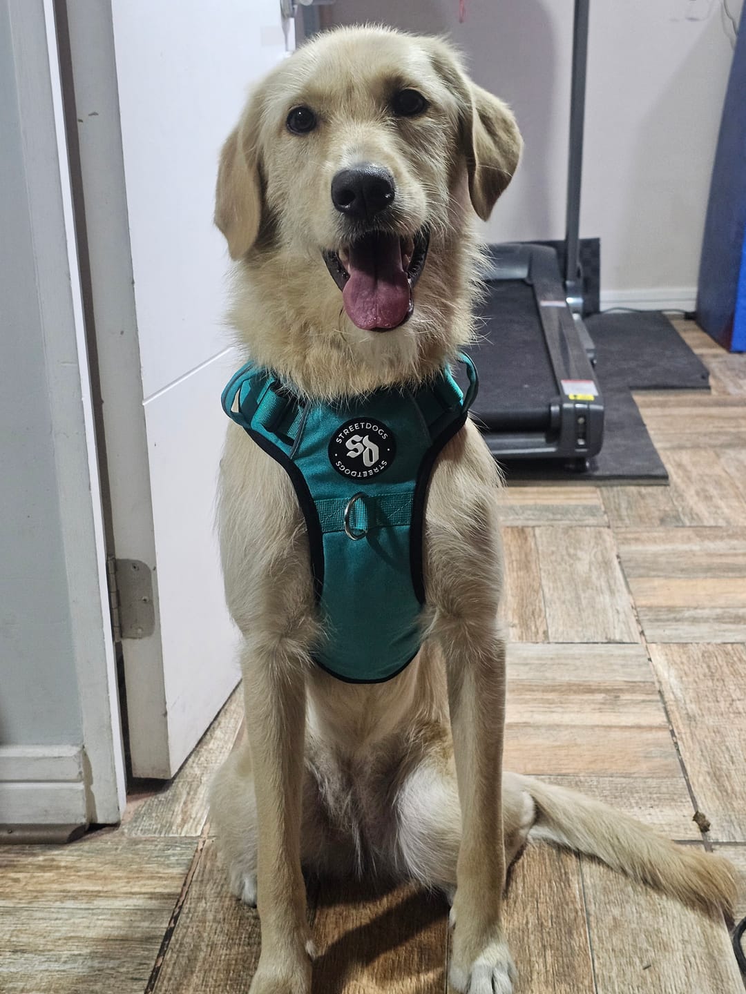 Customer photo review of Arnés Comfort para Perros - Street Dogs - Turquoise