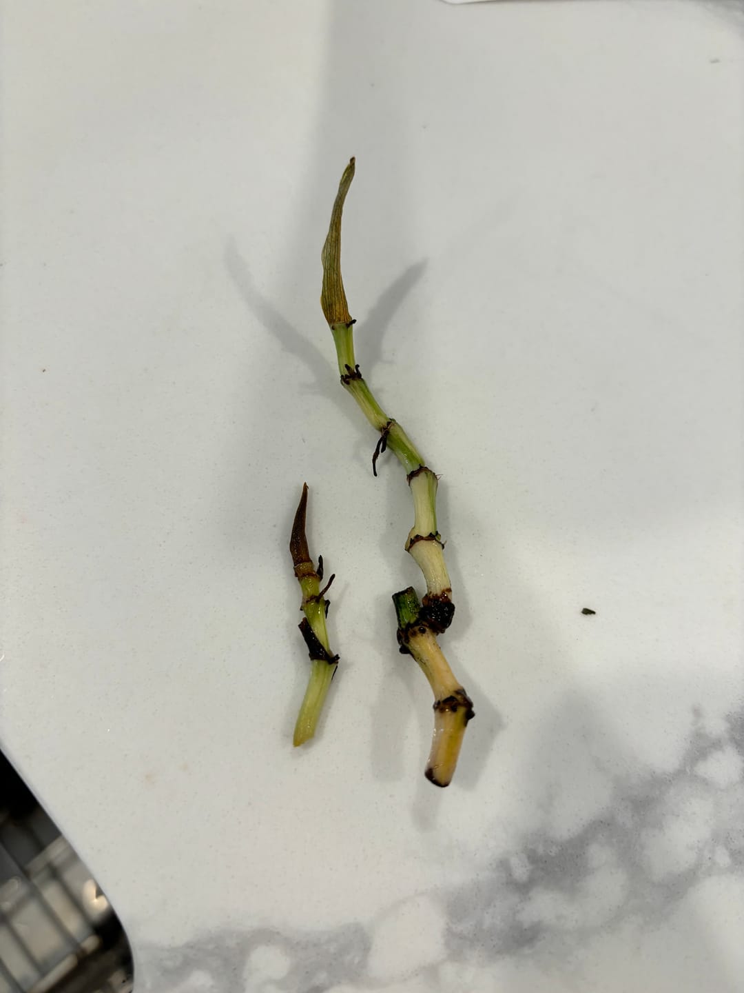 Customer photo review of Philodendron hederaceum 'Gabby' - PRE ORDER
