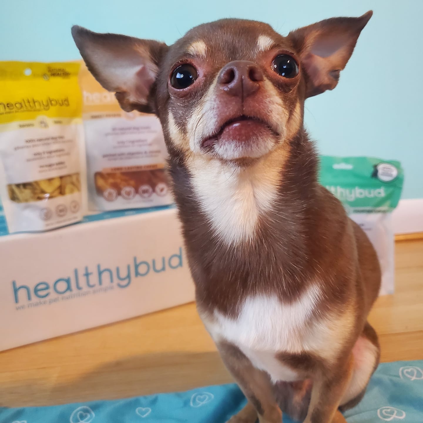 Customer photo review of Beef Lung Wafers