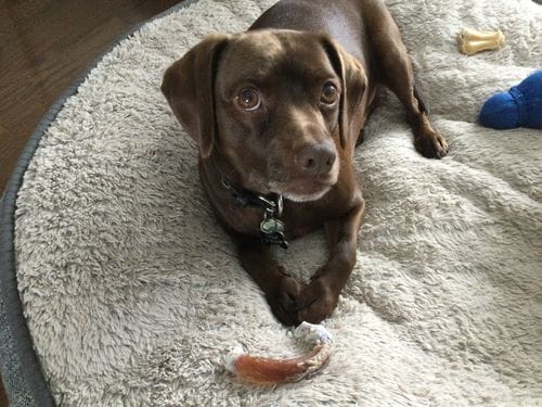 Customer photo review of Bully Stick Ring (Jumbo)