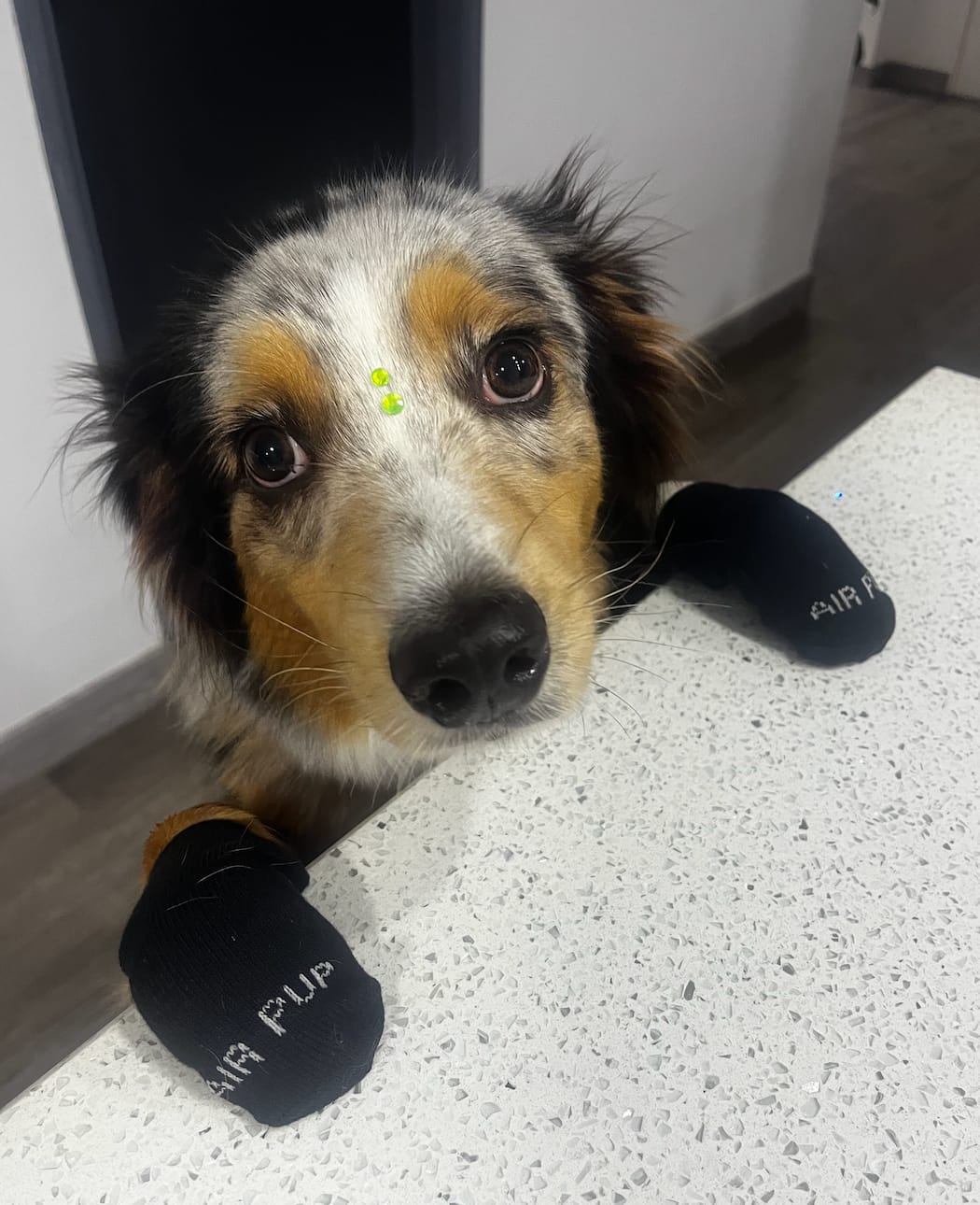 Customer photo review of AIR PUP SOCKS / BOOT LINERS