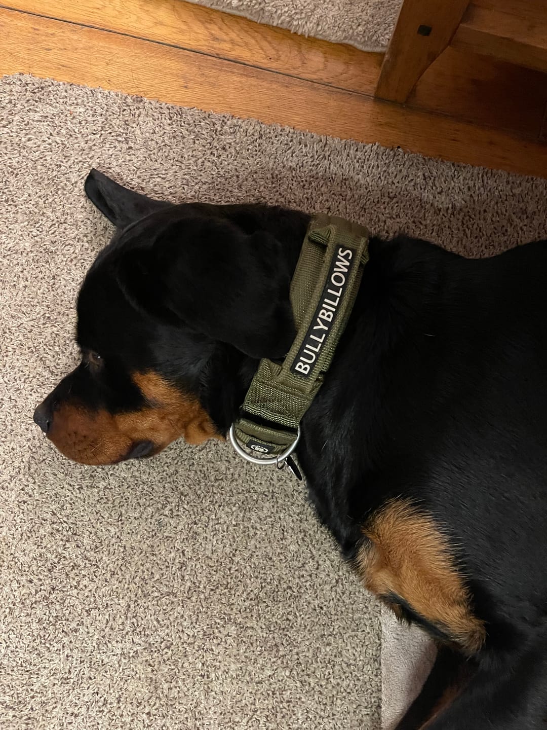 Customer photo review of 5cm Pin Buckle Collar | With Handle & Robust Hardware - Khaki