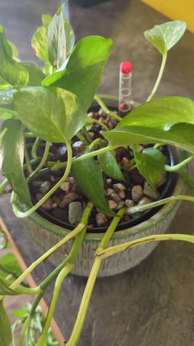 Customer photo review of Muddis Erde - Mineralisches Substrat