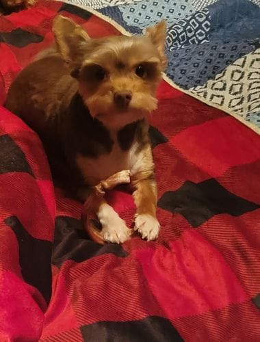 Customer photo review of Bully Stick Ring (Jumbo)