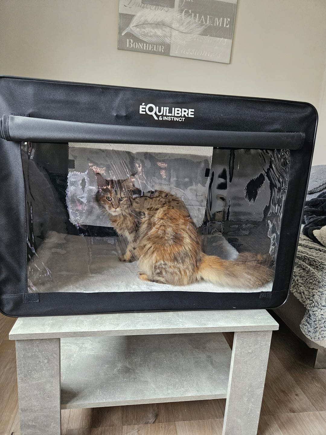 Customer photo review of Cage de transport pliable (chat)