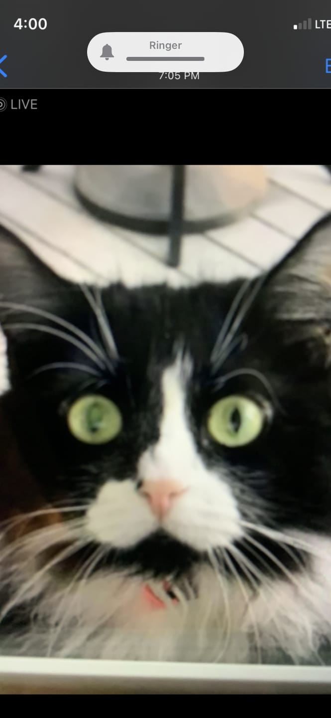 Customer photo review of Natural Cat Laxative & Constipation Treatment