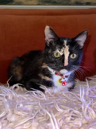 Customer photo review of PU Plaid Fortune Cat Pendant Adjustable Pet Collar