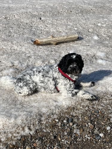 Customer photo review of Bully Stick Ring