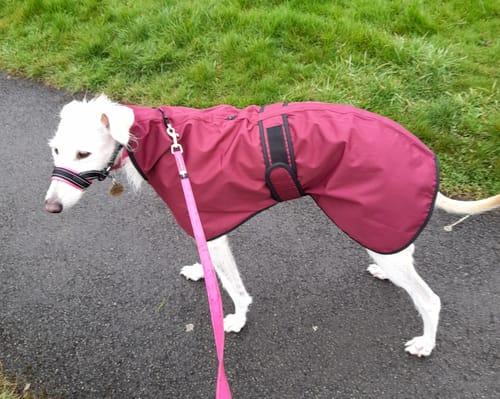 Customer photo review of Regna - Lightweight Summer Sighthound Coat with Harness Hole Zip