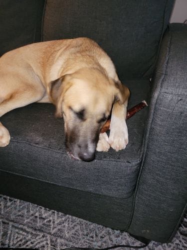 Customer photo review of Bully Stick Ring