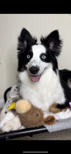 Customer photo review of Knuckleheads 2-in-1 Toy