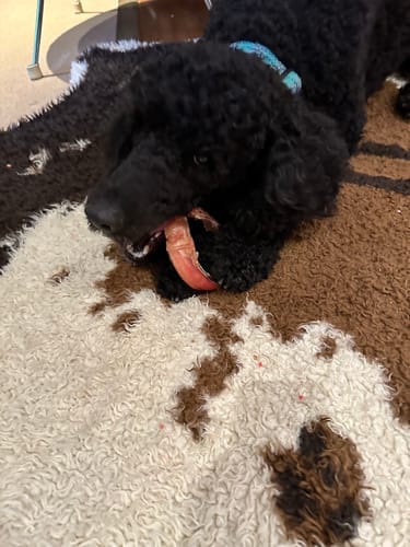Customer photo review of Bully Stick Ring