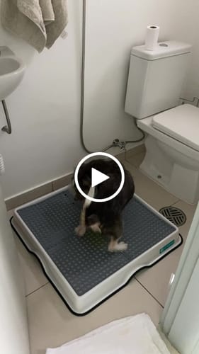 Customer video review of Weasy Cão
