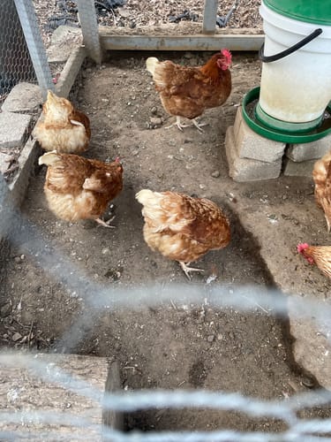 Customer photo review of GrubTerra Dried Black Soldier Fly Larvae