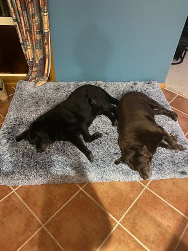Customer photo review of PaWz Premium SuperMat Calming Bed