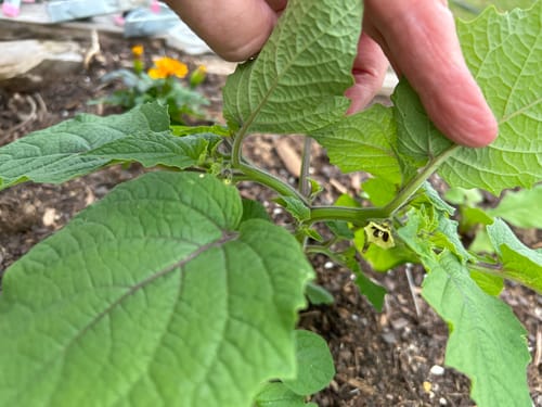 Customer photo review of Pineapple Ground Cherry