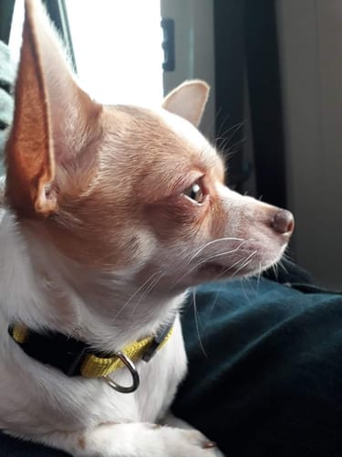Customer photo review of Collier Anti Aboiement PuppySafe