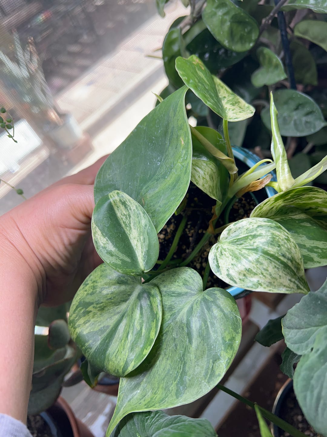 Customer photo review of Philodendron hederaceum variegata
