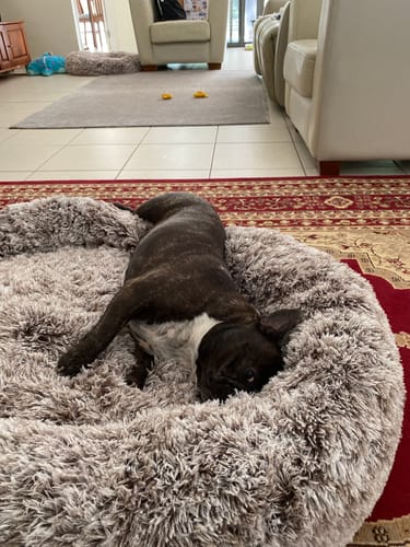 Customer photo review of PaWz Removable Cover Calming Pet Bed