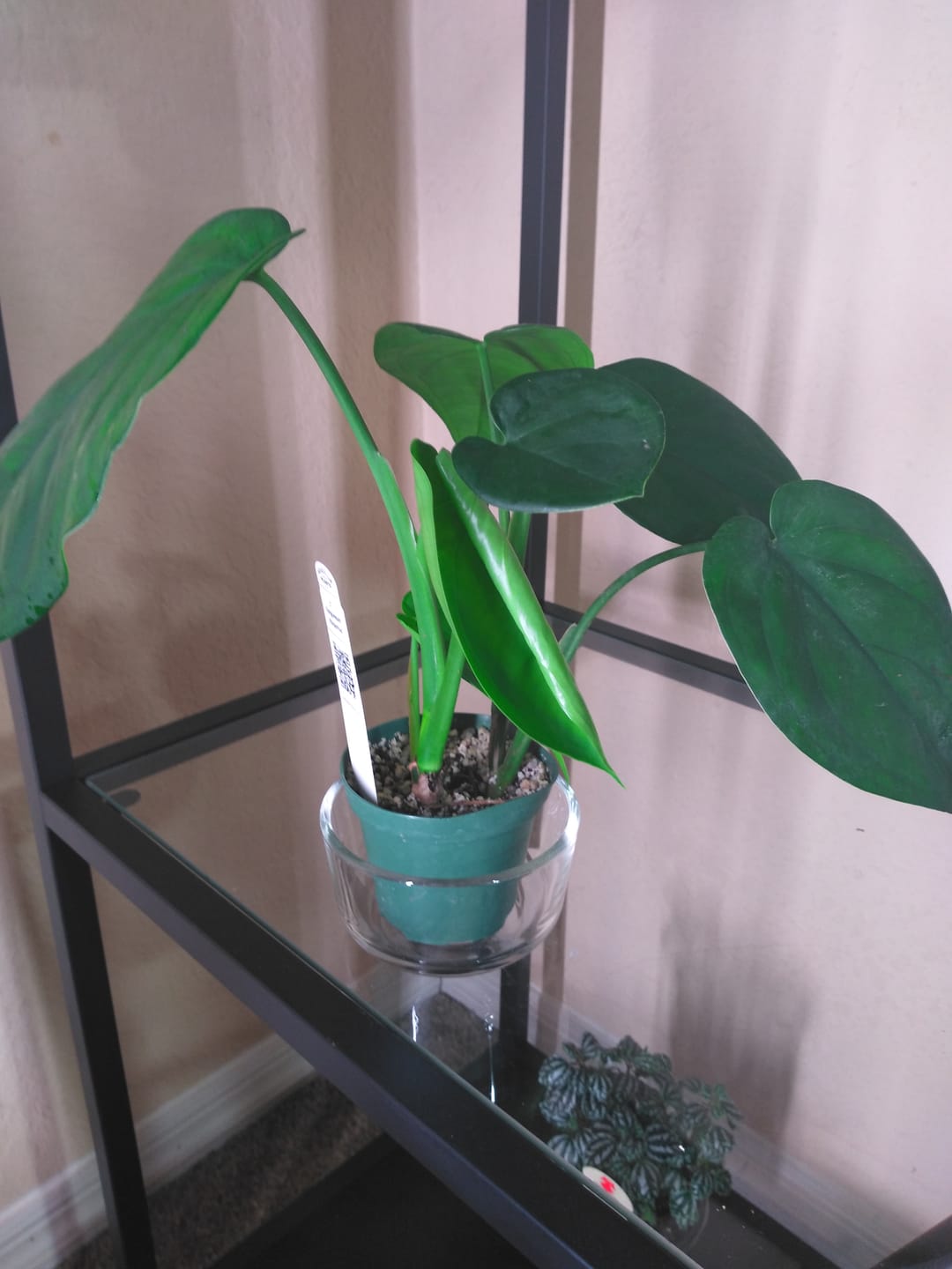 Customer photo review of Syngonium chiapense