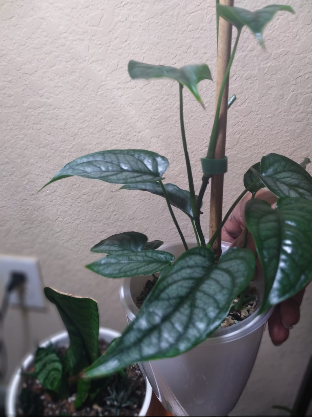 Customer photo review of Monstera siltepecana
