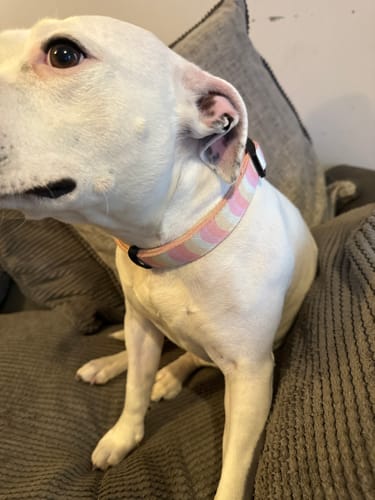 Customer photo review of Collar – Fruit Salad Swirl