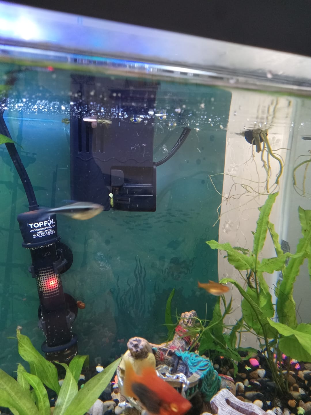 Customer photo review of Tidal Power Filters From Seachem/Sicce