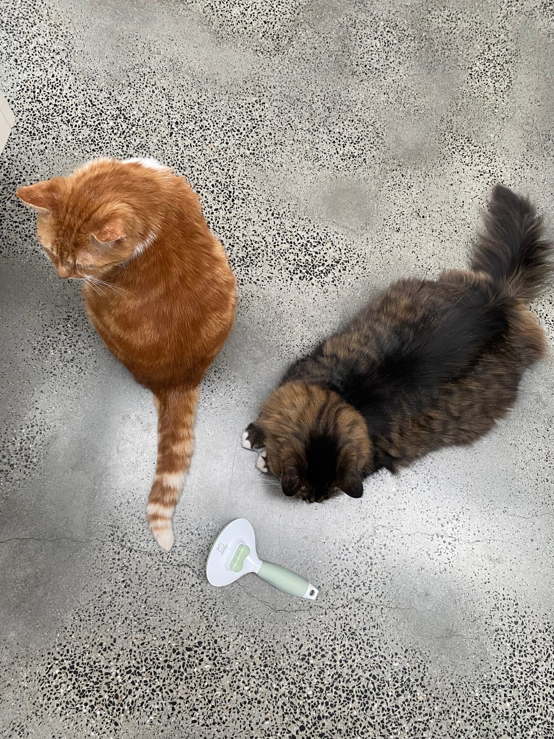 Customer photo review of Michu Cream Round-Head Grooming Dog/Cat Brush - Perfect for Gentle Coat Care