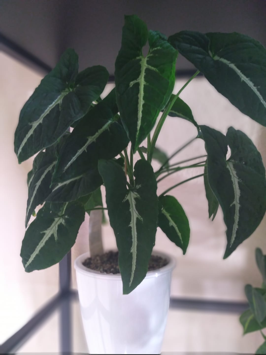 Customer photo review of Syngonium wendlandii